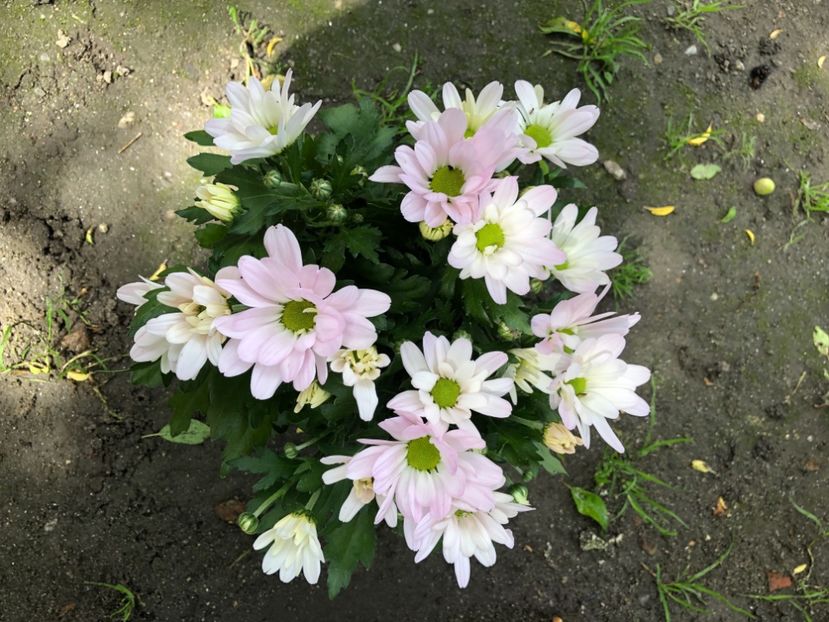 BAA2C8E6-399C-44A2-98A4-8F0E541362F2 - Florile mele 2021 nr 2