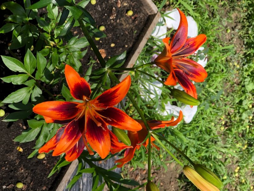 AF6426E0-144C-464E-B0C9-1C25D87A18A2 - Florile mele 2021 nr 2