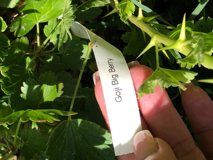 C57C0936-72AC-4A1E-AE92-EA9589903518 - Florile mele 2021 nr 2