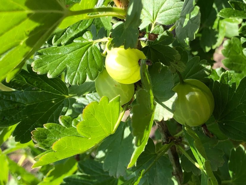 664DAD3D-8F36-4C69-A59C-8B5CA545B0B1 - Florile mele 2021 nr 2