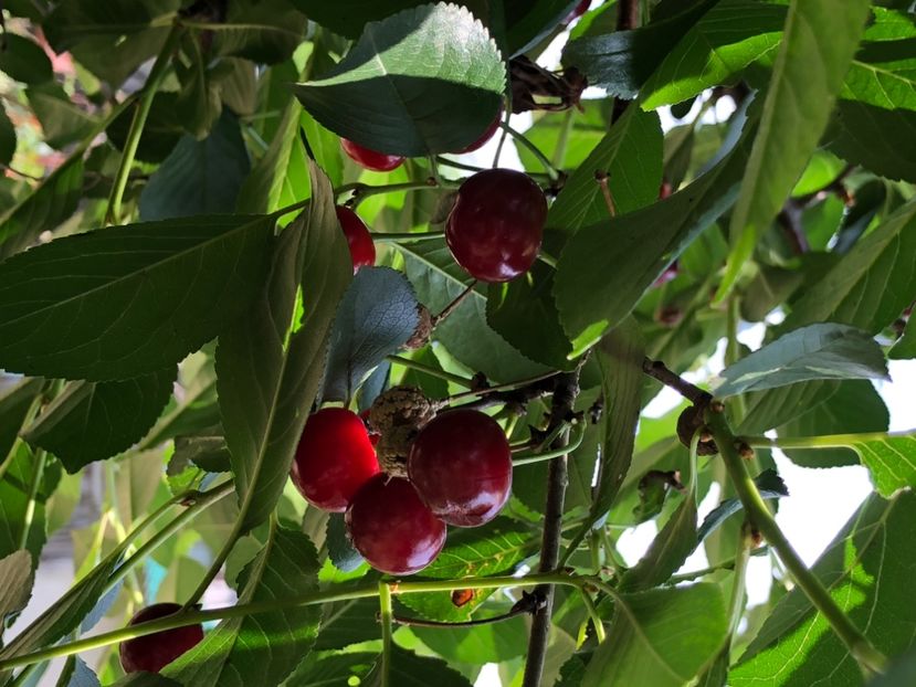 21F3BB57-E138-4E0A-A339-D190FCEDC2B1 - Florile mele 2021 nr 2