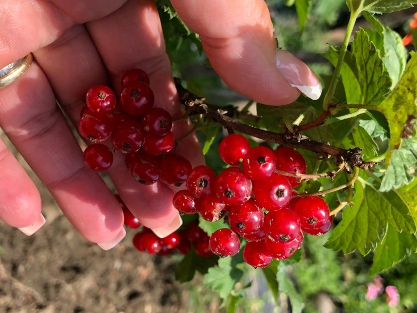 762B51B2-32CA-4C4D-8AFE-D724BEED17E7 - Florile mele 2021 nr 2