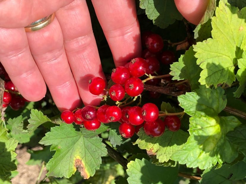 10F52E8F-369B-495F-99A2-CA8EFB19BA7F - Florile mele 2021 nr 2