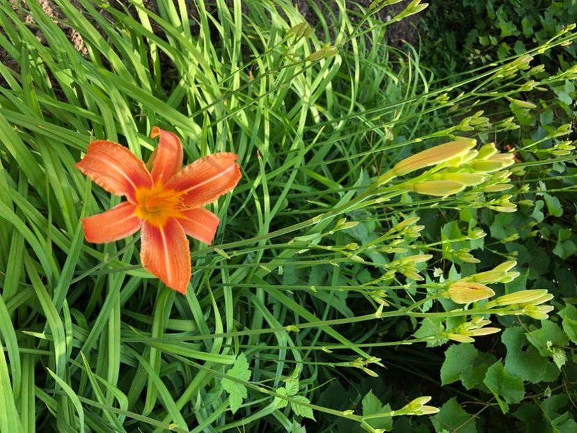 C142424C-CECD-4921-B1F0-6DFCF77DF385 - Florile mele 2021 nr 2