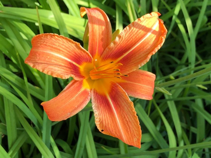 B597AB58-5004-4A1C-869F-44D07AFB2858 - Florile mele 2021 nr 2