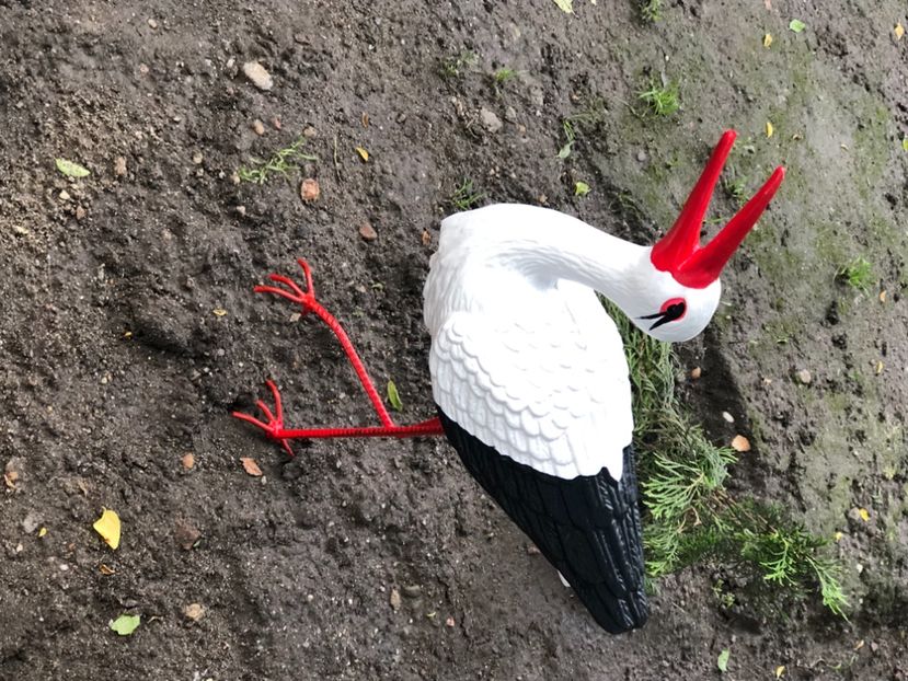 A9ED148B-8EE5-465F-B3FB-442ADA8E2743 - Florile mele 2021 nr 2