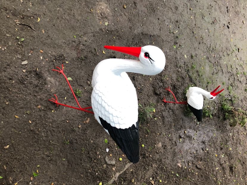 FD1F9D99-EF52-49D1-B4E3-DD7CDF22333D - Florile mele 2021 nr 2