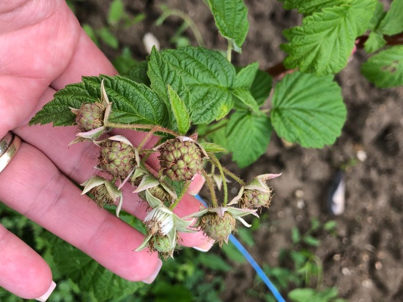 607B1A1E-185B-4765-875B-BFC6276A9BE5 - Florile mele 2021 nr 2