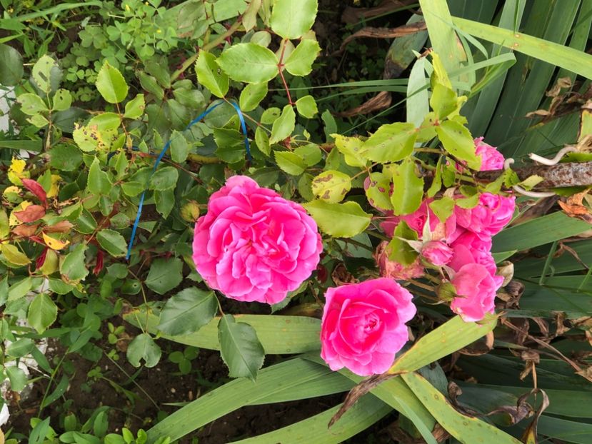 81154F7A-18BC-49CE-B455-48B9DE7A5230 - Florile mele 2021 nr 2