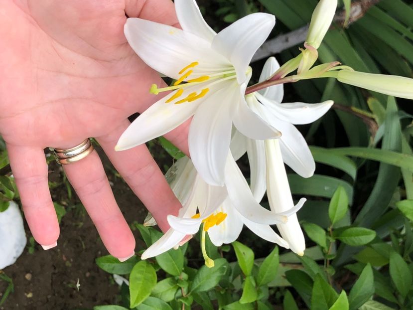 FEDBBB4A-815C-4DE6-80C0-2E219B3C1776 - Florile mele 2021 nr 2