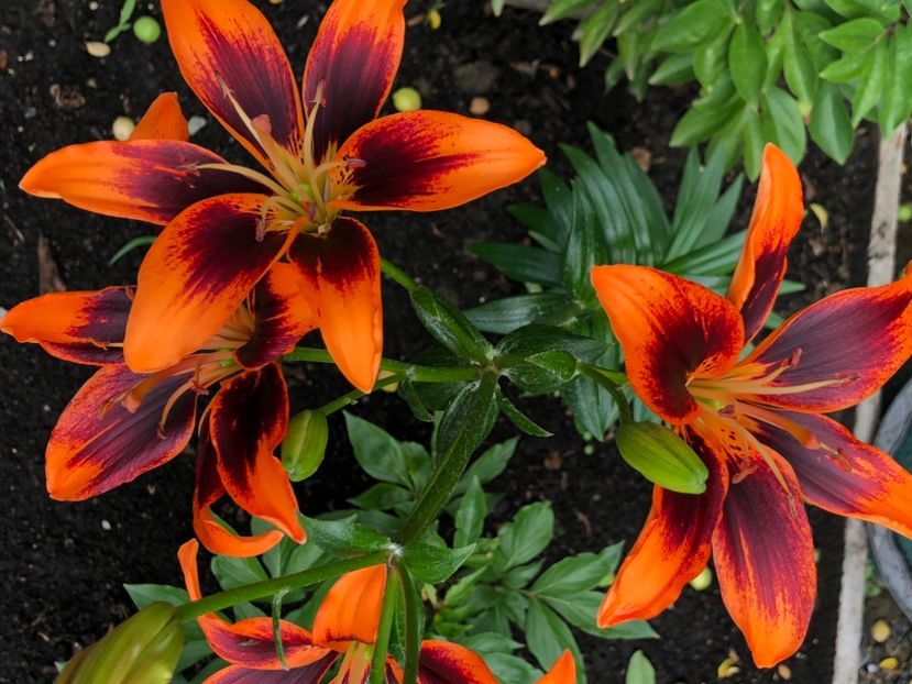 DD0BE3DA-8673-44BF-B427-5CE89AB13130 - Florile mele 2021 nr 2