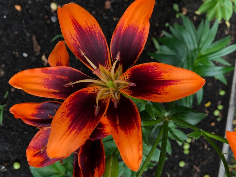 A6A41A78-CB98-4AB6-A81E-9E259FD94717 - Florile mele 2021 nr 2