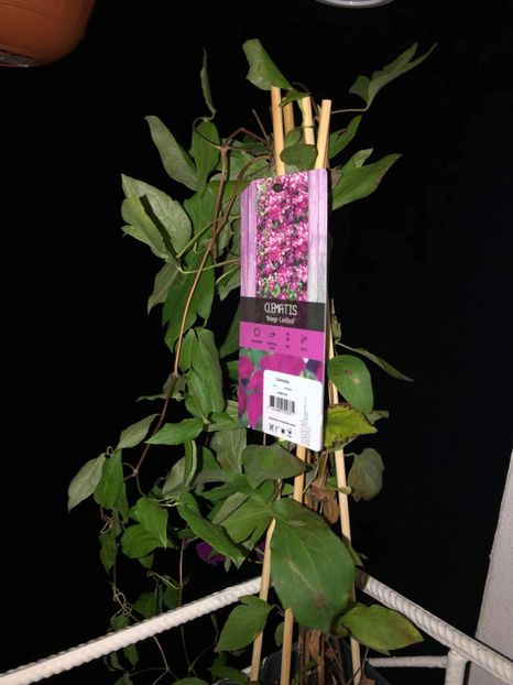 7B521B03-9FEE-45DD-998C-04D94FC5FB76 - Florile mele 2021 nr 2