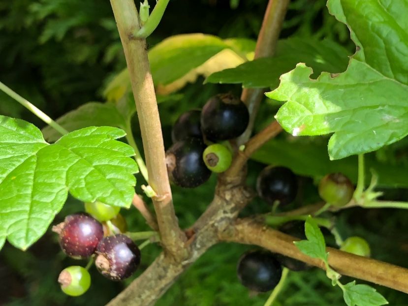 5EE37553-EBDD-4F6C-8327-4DB6C03E0E80 - Coacăz roși - negru Goji si Agriș