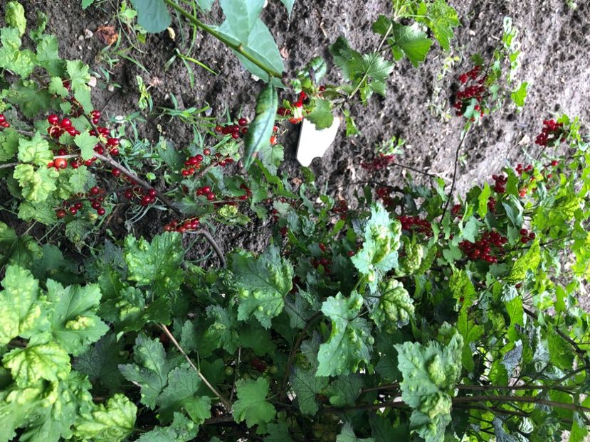 9C69F3E3-C68A-4A8F-8EF1-861F3F8B0585 - Coacăz roși - negru Goji si Agriș