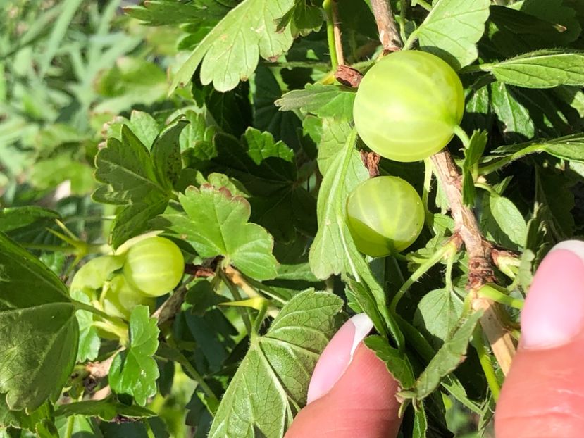 9B59C59F-169D-48E4-B1C0-7B8ADF6CCF6B - Goji