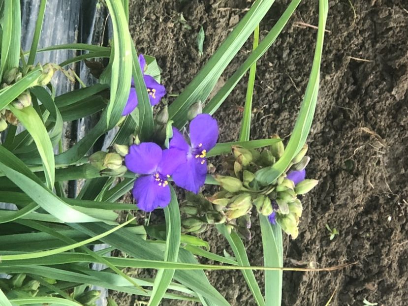 23F640A9-C79F-45D6-A87B-8AD9D9EC7222 - Buna dimineata floare