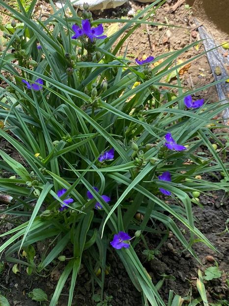 C9004BA6-58E7-45DD-A321-6F2CA1DBC605 - Buna dimineata floare