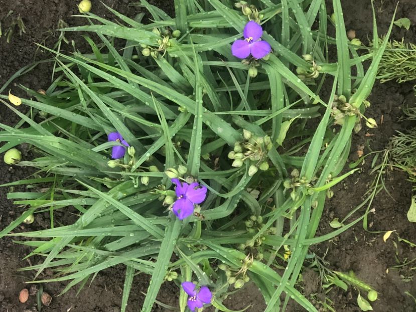 03D3A907-D689-4330-B010-5CF8C8F9F796 - Buna dimineata floare