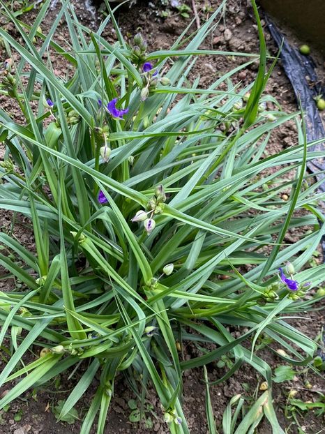 8043CB24-A446-45A5-9FB8-F21349D9B3BC - Buna dimineata floare