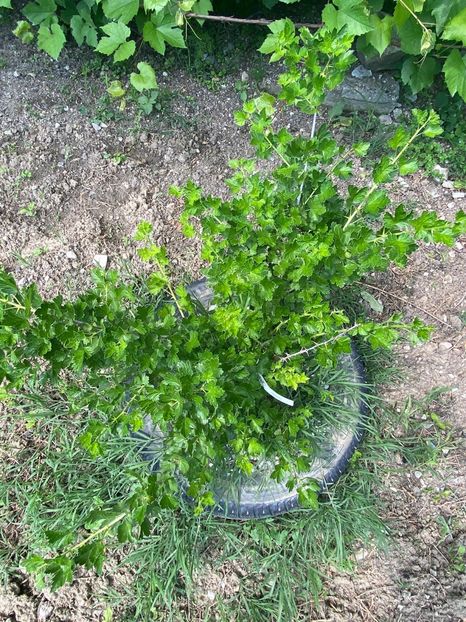 22E191F5-087D-4E9A-B082-650527E9A468 - Goji