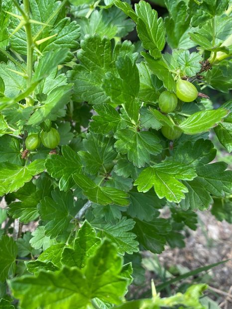 3043054D-362B-4B5E-9A42-639C6C50AD5F - Goji