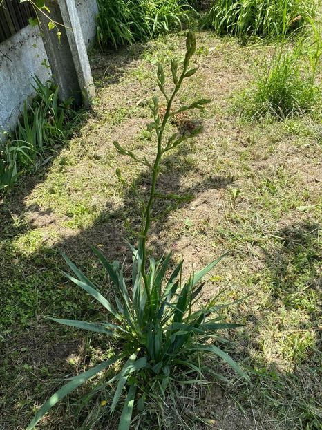 E239B9FB-4943-4A09-87FC-3849B4173FFB - Yucca