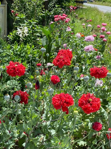 3379155E-179B-4CFE-903C-E94D8E7E224A - Necunoscute