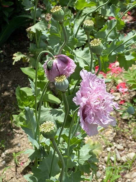 F57467AC-61B4-4720-89C3-9FF882B10A33 - Necunoscute