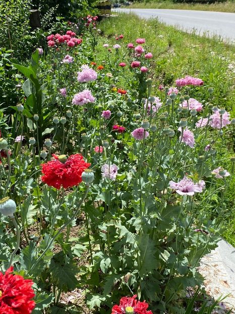 1FCF4EFF-0B07-44D9-835D-D125DA60D97E - Necunoscute