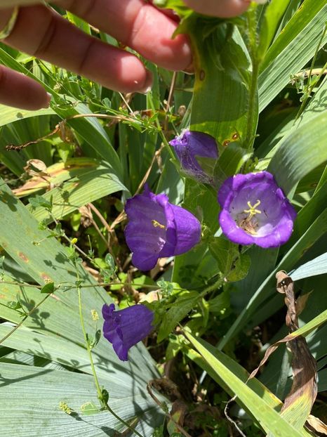 292DDD85-B9F5-49DA-81F3-34B3FC9D7A97 - Necunoscute