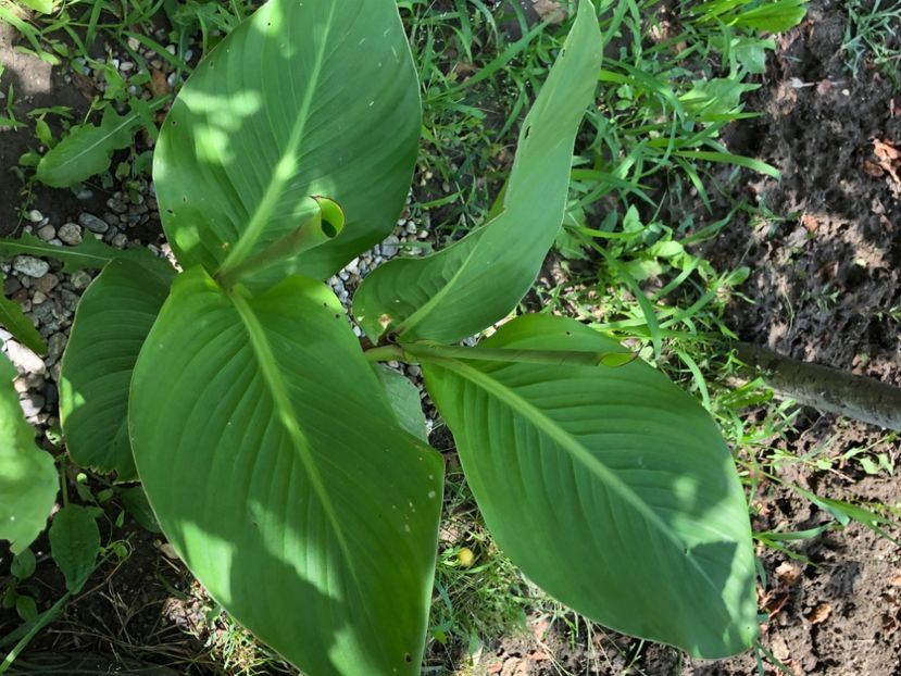 3848DA15-D439-4003-8A19-92991A987722 - Canna