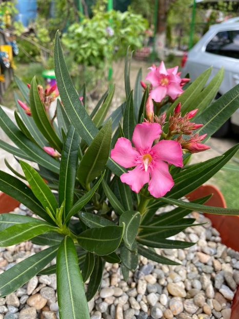 88836361-3269-4A9F-9C44-B88759F5AFA1 - Achiziții flori 2021