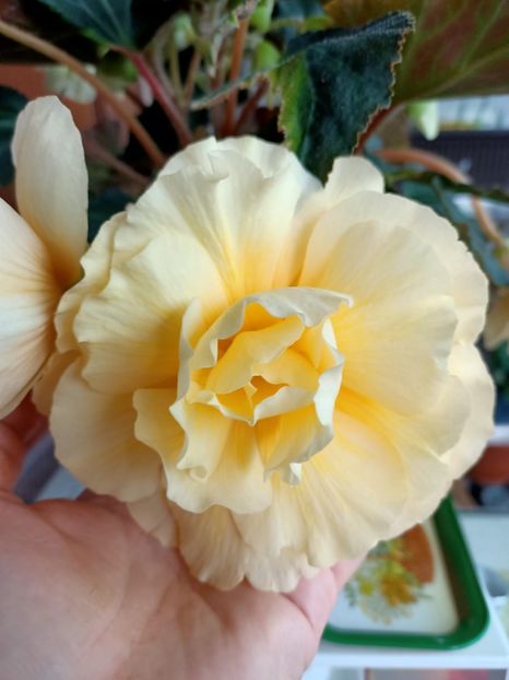 Img.2021.06.05 - Begonile mele din 2020-2021-2022-2023