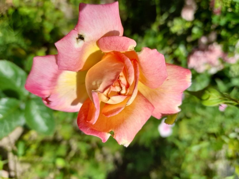 1 - Necunoscuti