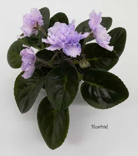  - RS-Morskaya Printsessa