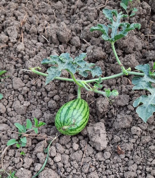 01.07.2021 - Lubenita