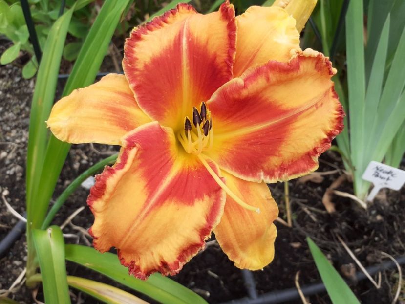 Volcano Queen - Hemerocallis 2021