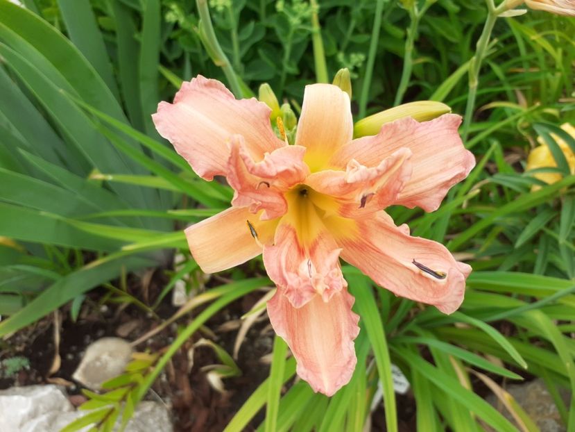 Double Pompom - Hemerocallis 2021