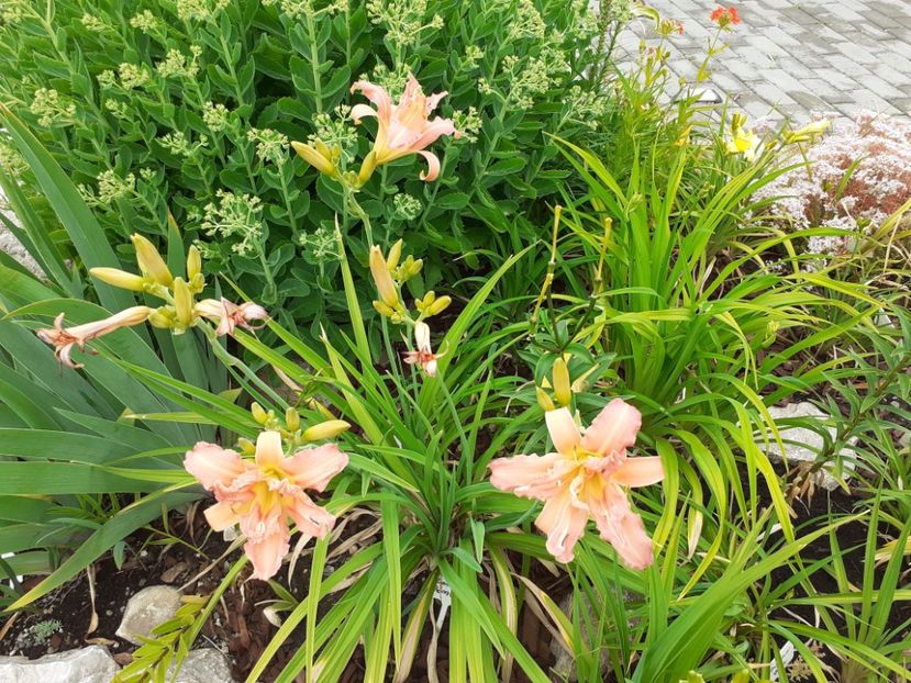  - Hemerocallis 2021
