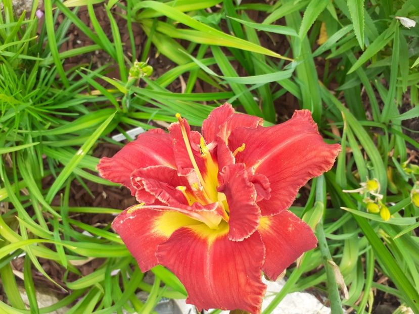 Highland Lord - Hemerocallis 2021