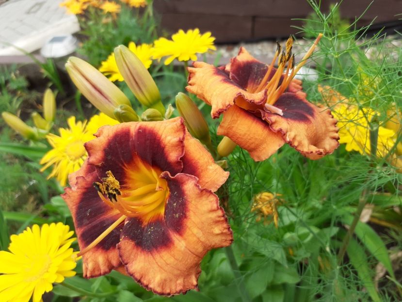 Madeline Nettle Eyes - Hemerocallis 2021