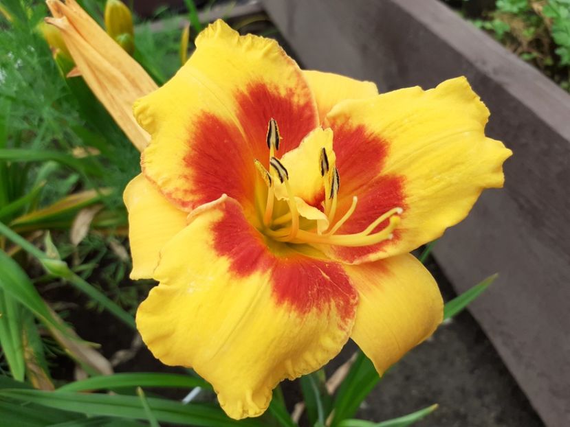 Love those eyes - Hemerocallis 2021