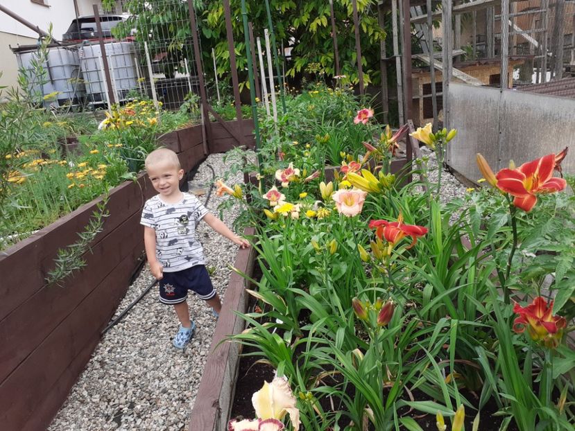 - Hemerocallis 2021