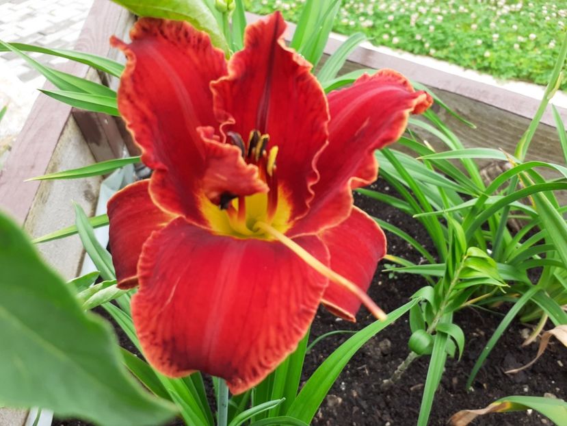 Bloodrayne - Hemerocallis 2021