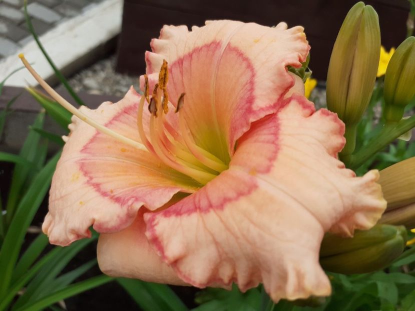 Raspberry Winter - Hemerocallis 2021