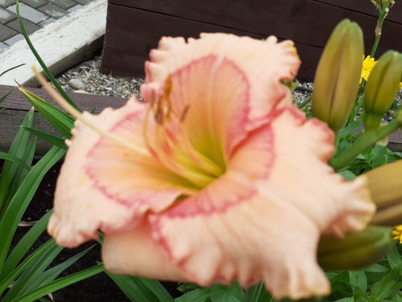 Raspberry Winter - Hemerocallis 2021