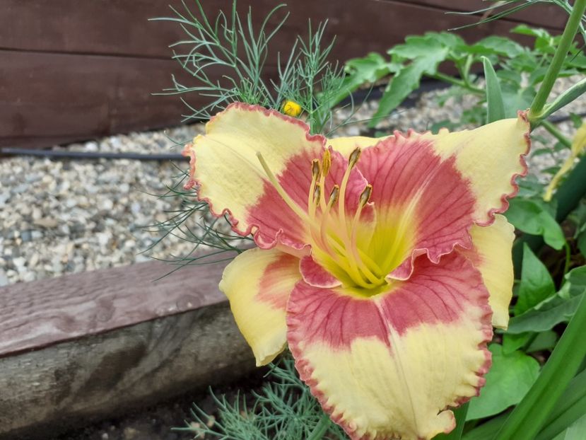 Midsummer Eyes - Hemerocallis 2021