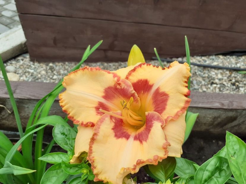 C'est la Vie - Hemerocallis 2021