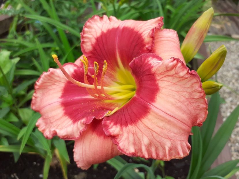 Dan Mahony - Hemerocallis 2021